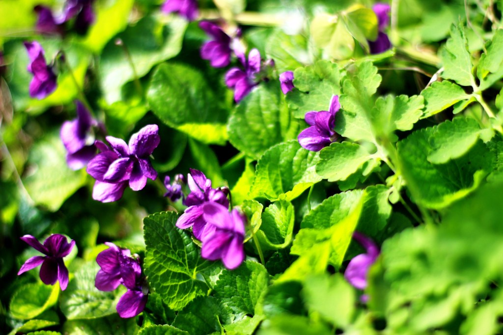 Oro. Sciroppo alle&nbsp;viole